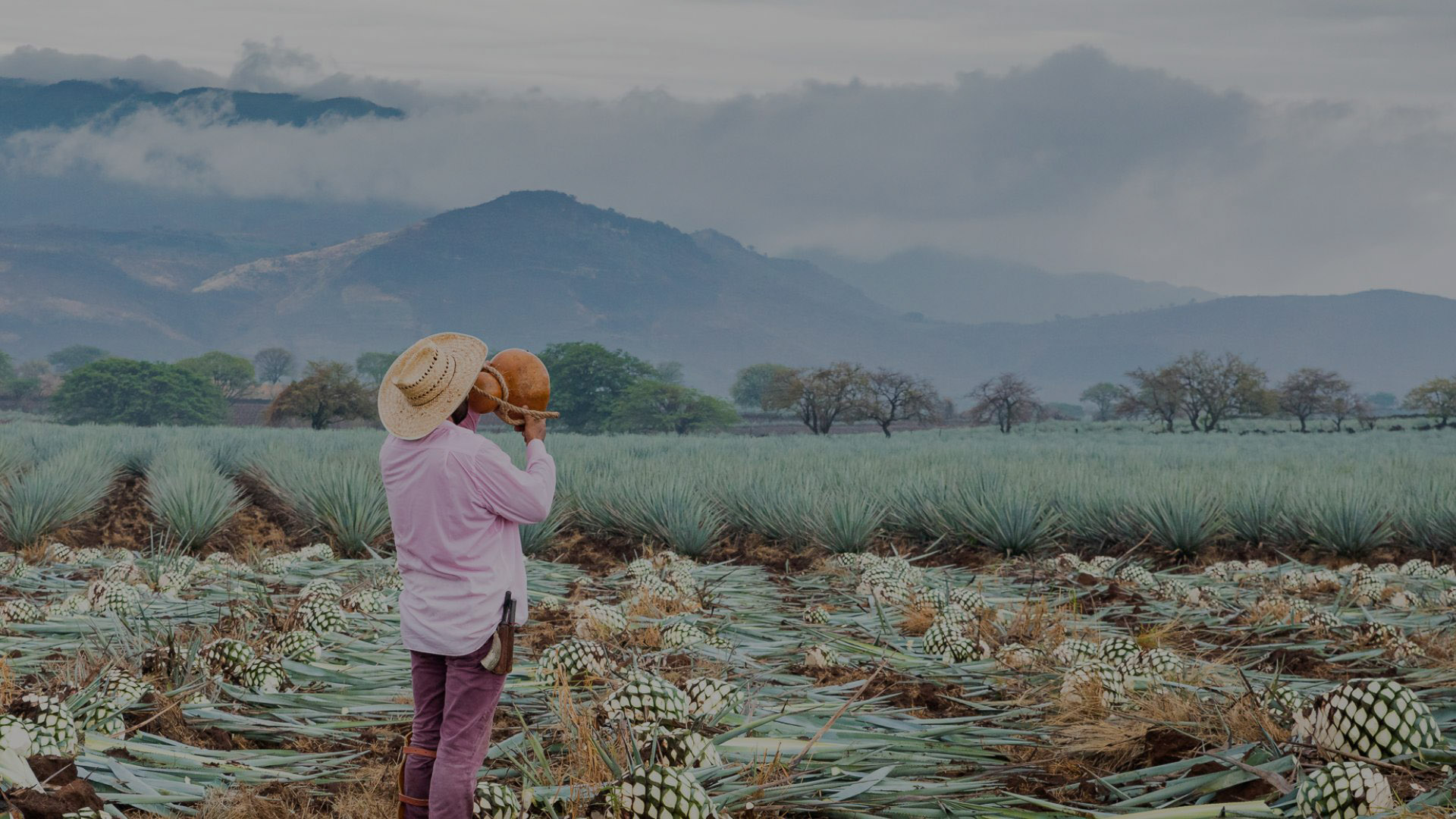 Blue Agave Amatitán Dark