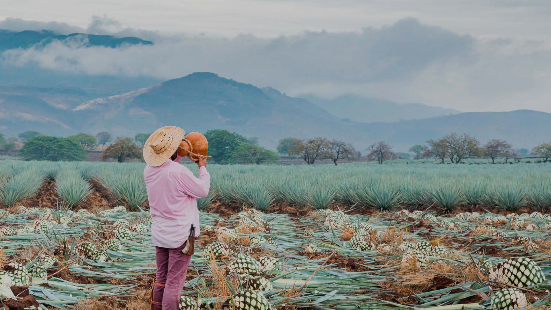 Blue Agave Amatitán